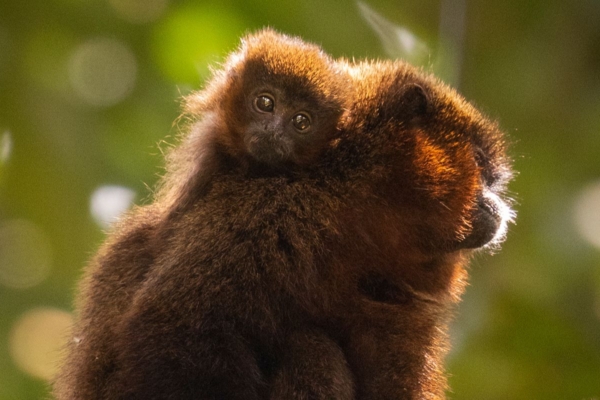 Baby monkey with parent in the Amazon Rainforest.