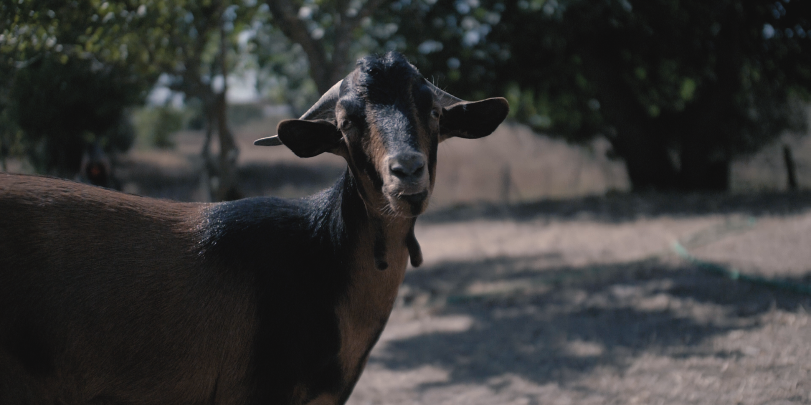 Brown and black goat standing outdoors looking at the camera