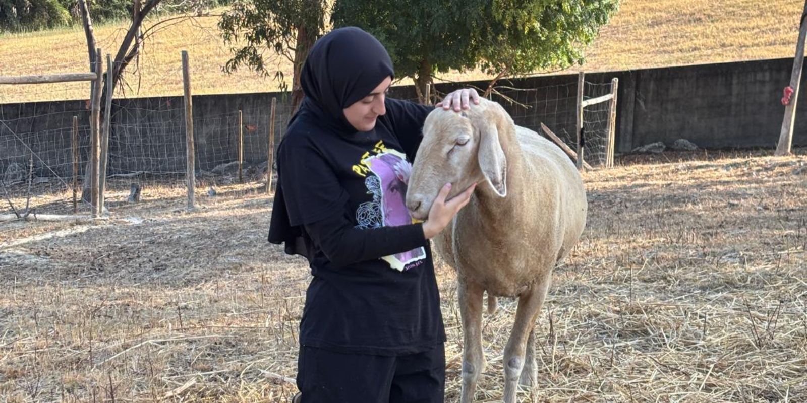 Person gently petting a light-colored sheep in a fenced field