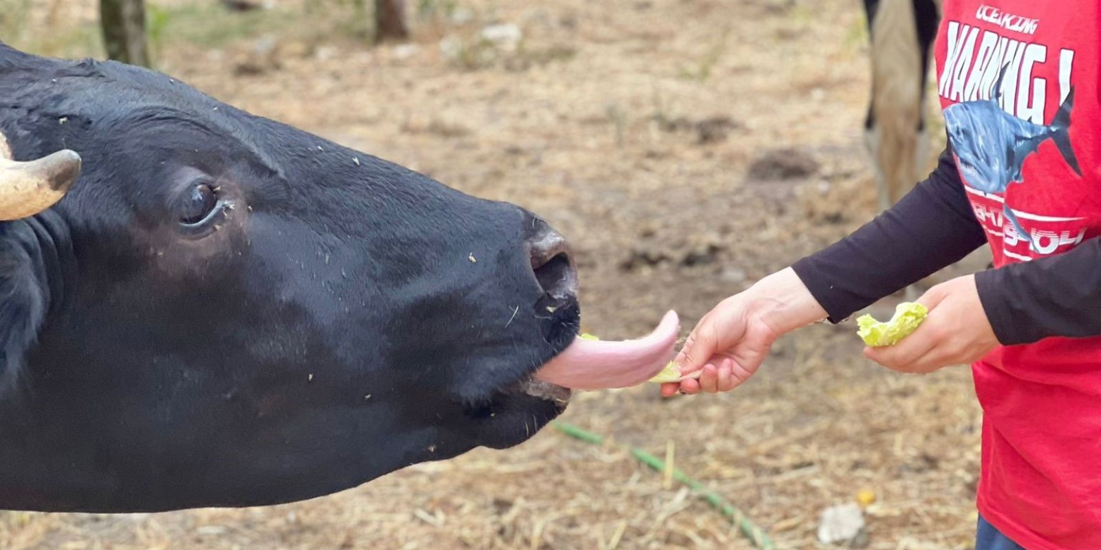 Close-up of a black cow licking a person’s hand while being fed lettuce