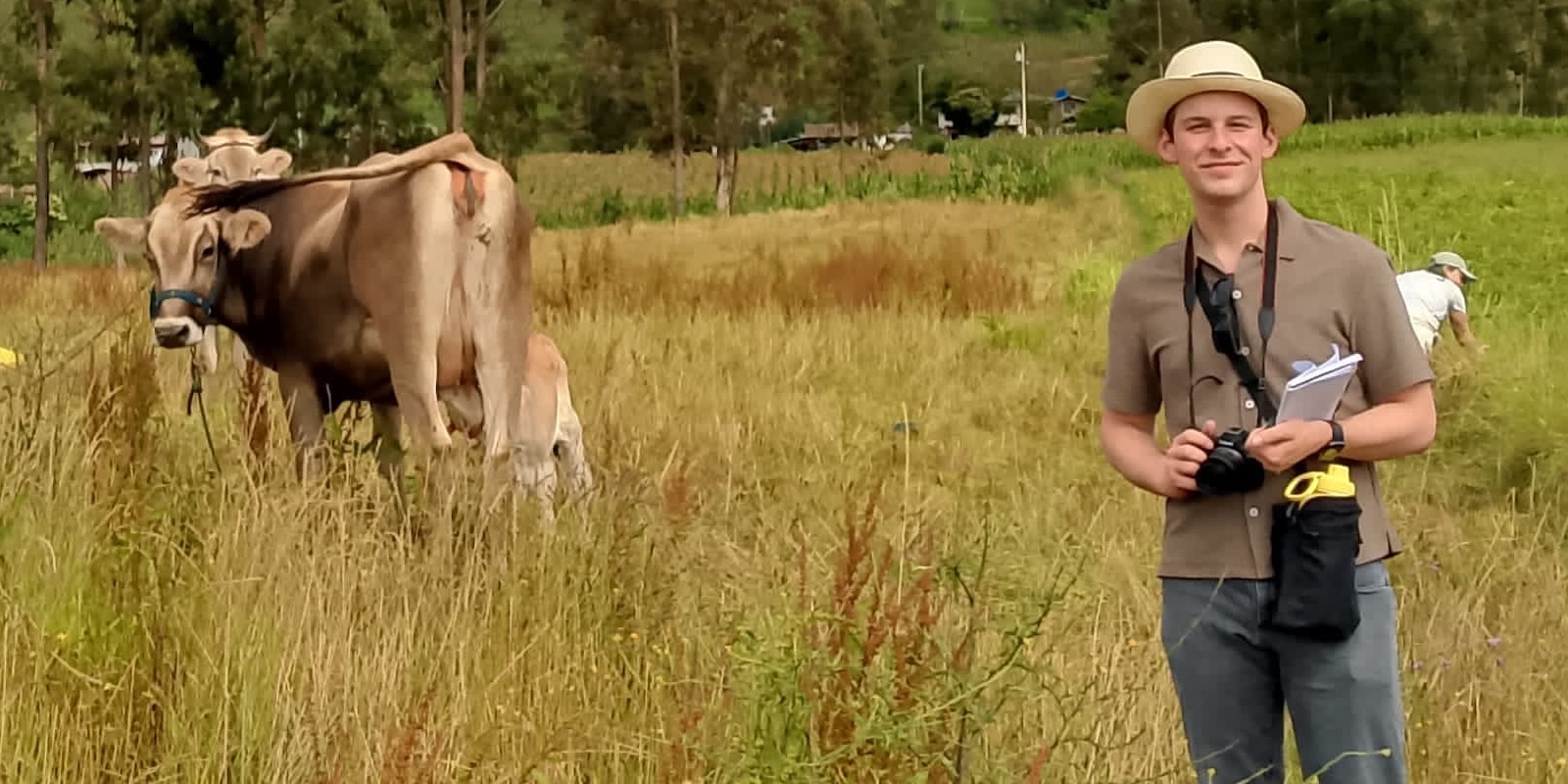 A person stands in a grassy field with cows grazing under a bright blue sky.