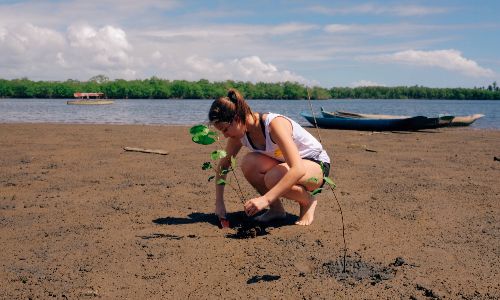 a volunteer planting a young mangrove seedling on a sandy shoreline near the water