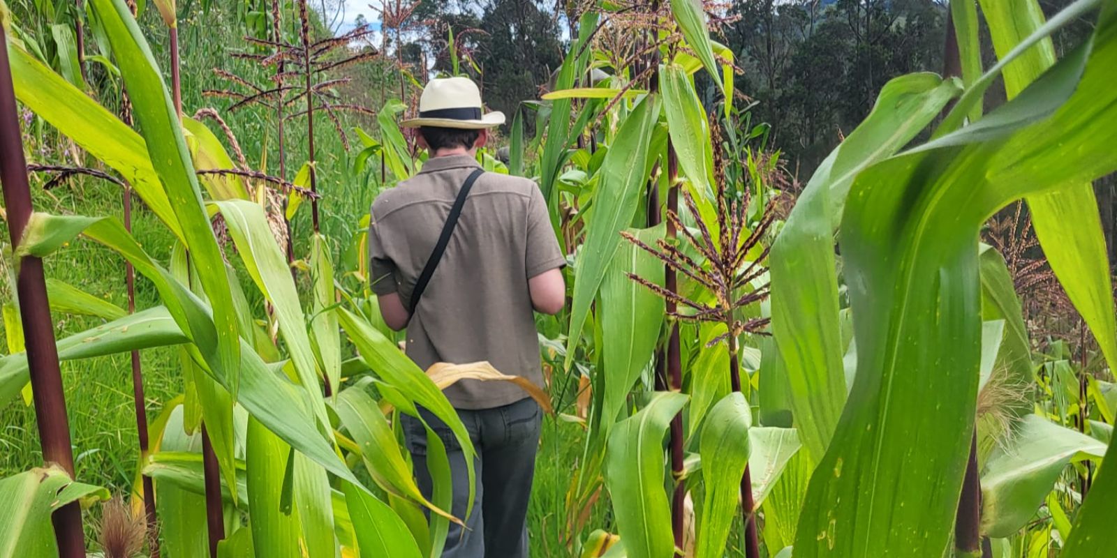 Luke walking through tall corn plants on a narrow path