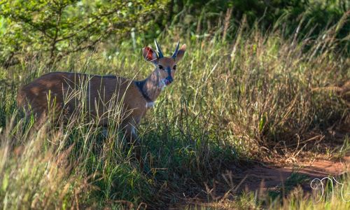 lajuma research centre, south africa