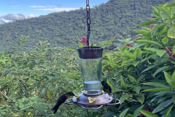 Hummingbirds feeding at a hanging bird feeder in a lush tropical garden, with green mountains and forest vegetation in the background.
