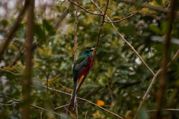 Colorful forest bird observed during conservation research