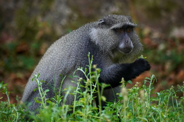 Samango monkey observed in natural habitat during conservation research