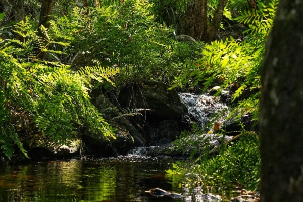Freshwater stream and forest habitat studied during conservation research