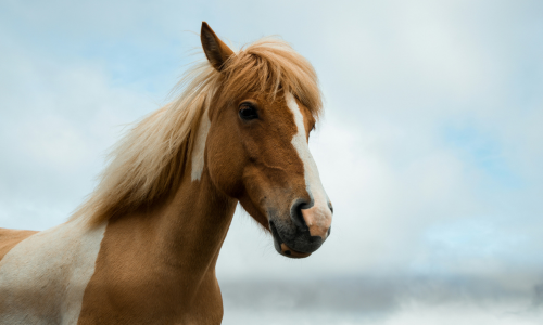 brown horse with white markings